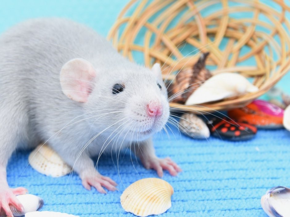 Сатиновая крыса Дамбо