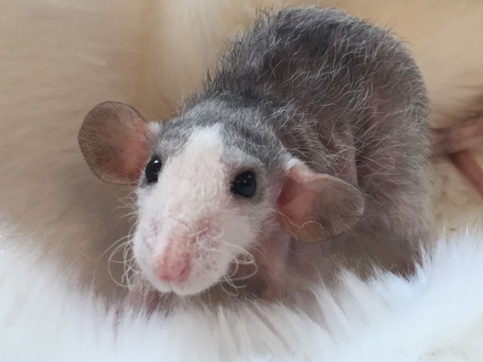 Крыса Дамбо Дабл рекс