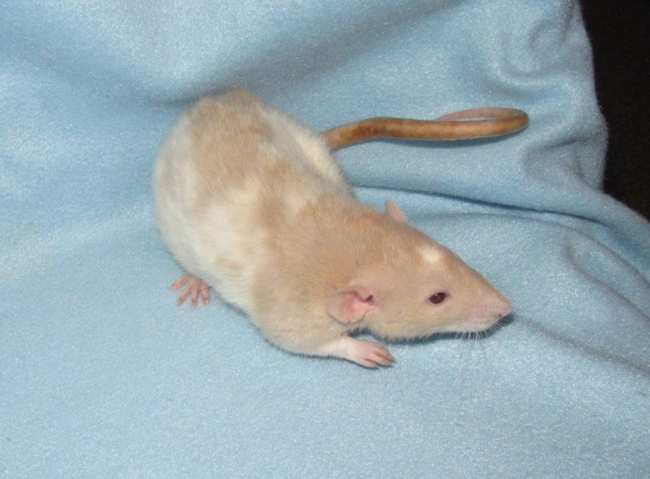 Крыса Дамбо Амбер