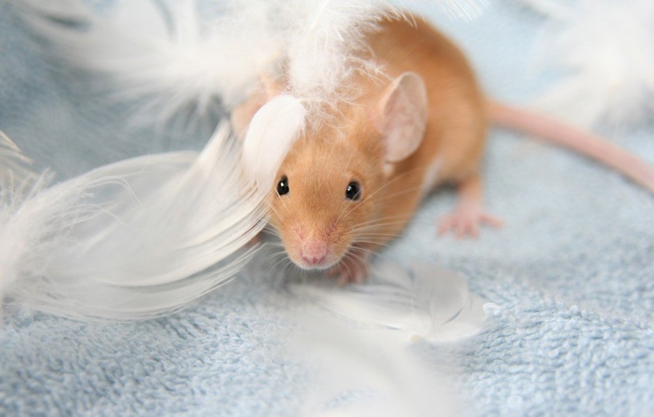 Милые мышки