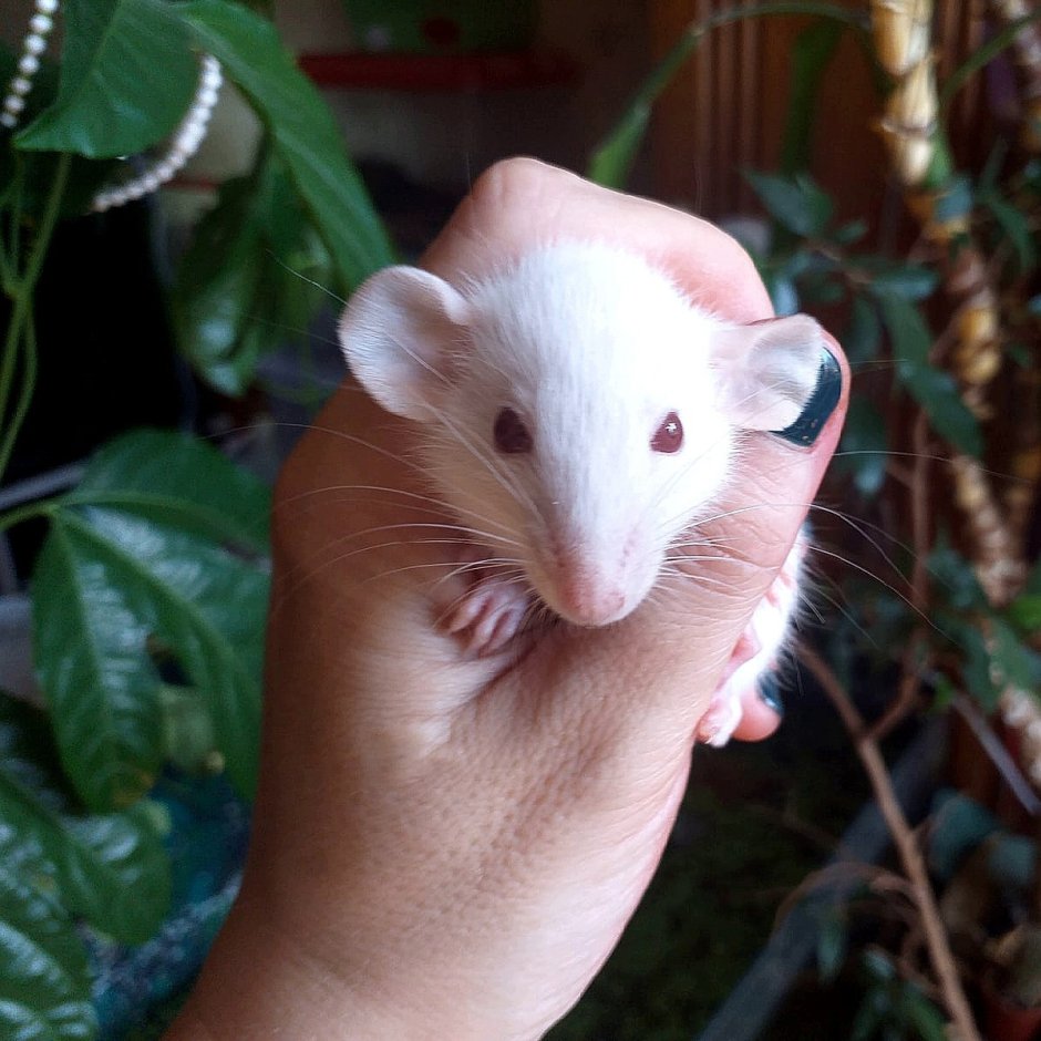 Крысята Беркшир