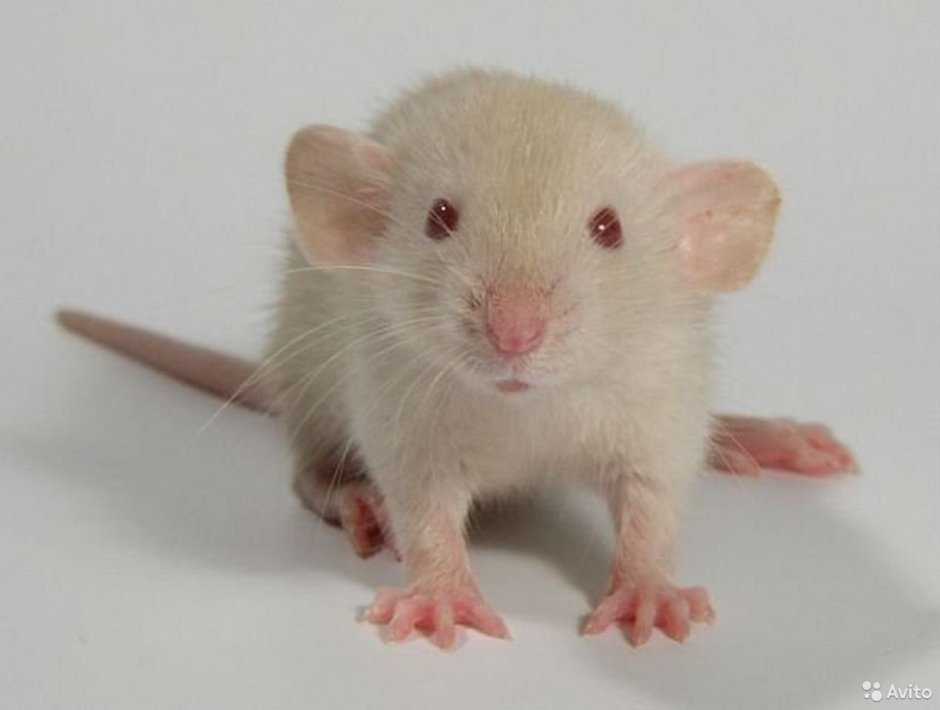 Крыса Дамбо Сиамская