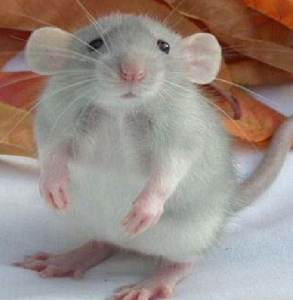 Крыса Дамбо голубая