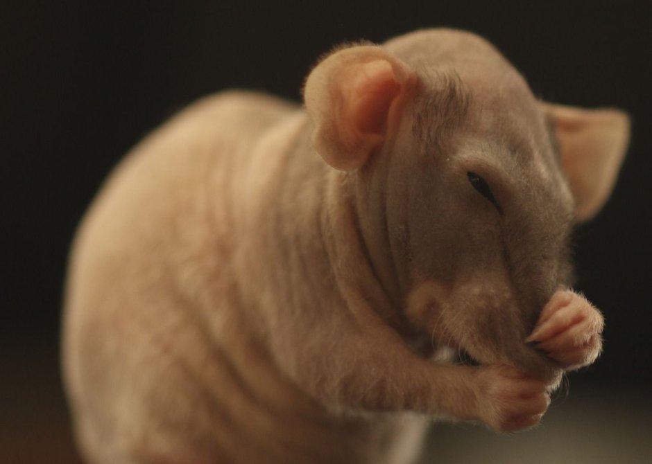 Порода собак Дамбо с кем скрестили