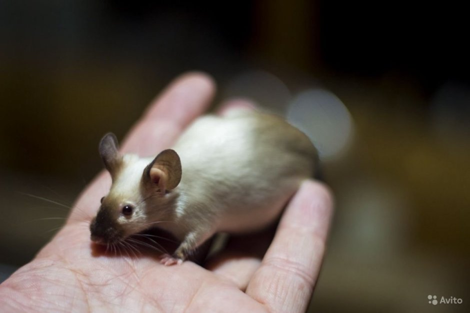 Сатиновая крыса Дамбо