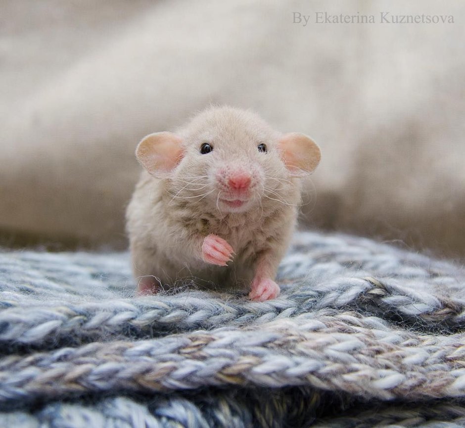 Ушастый мышонок