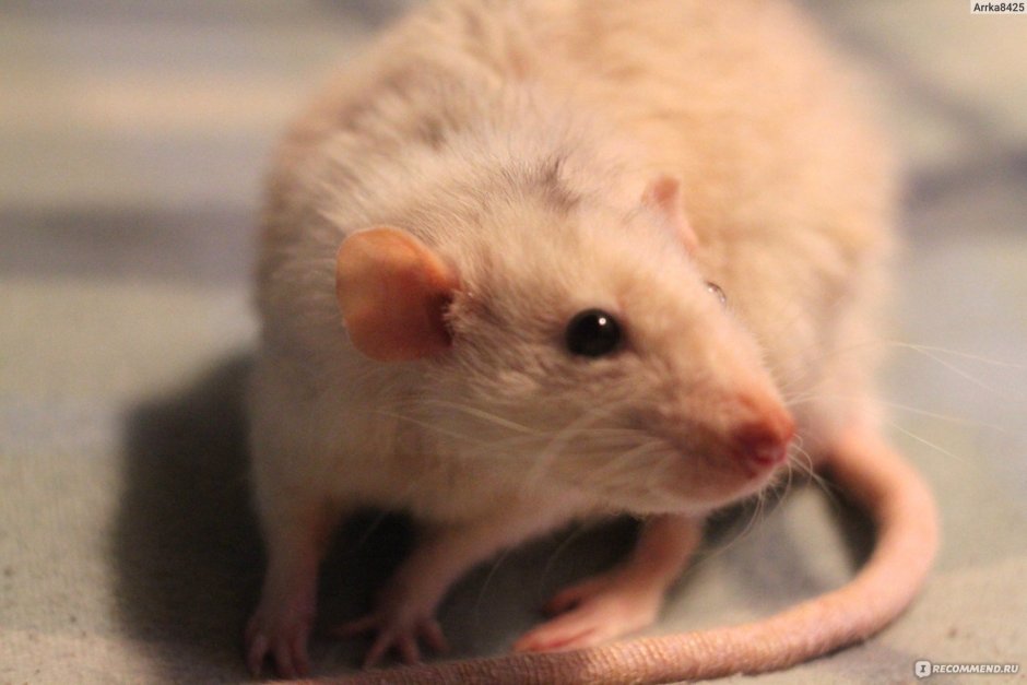 Крыса Дамбо вельветин