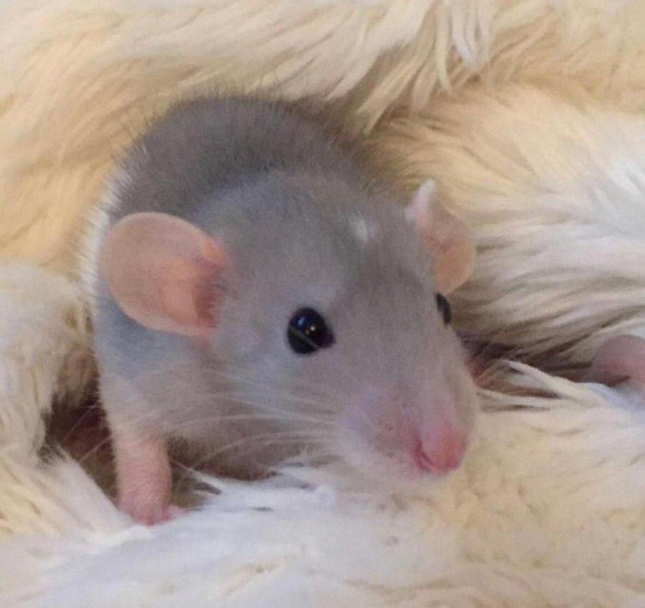 Крыса Дамбо альбинос
