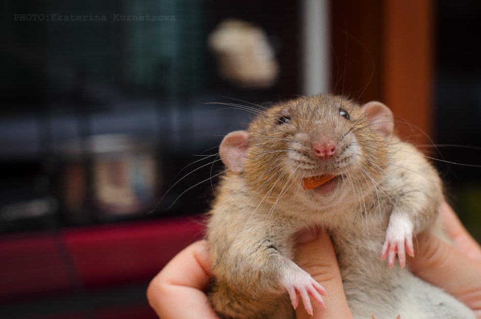 Крыса вельветин
