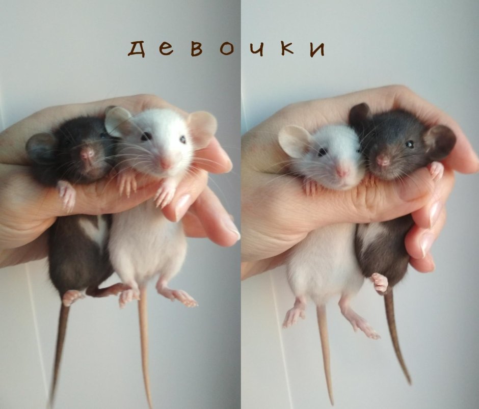 Крысята Дамбо голубая норка