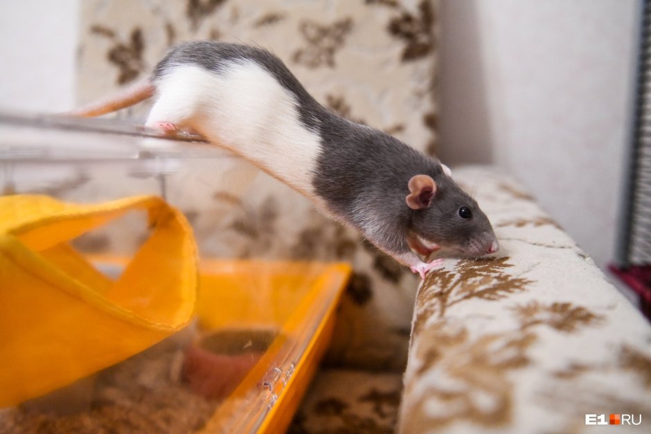 Фото крысок э