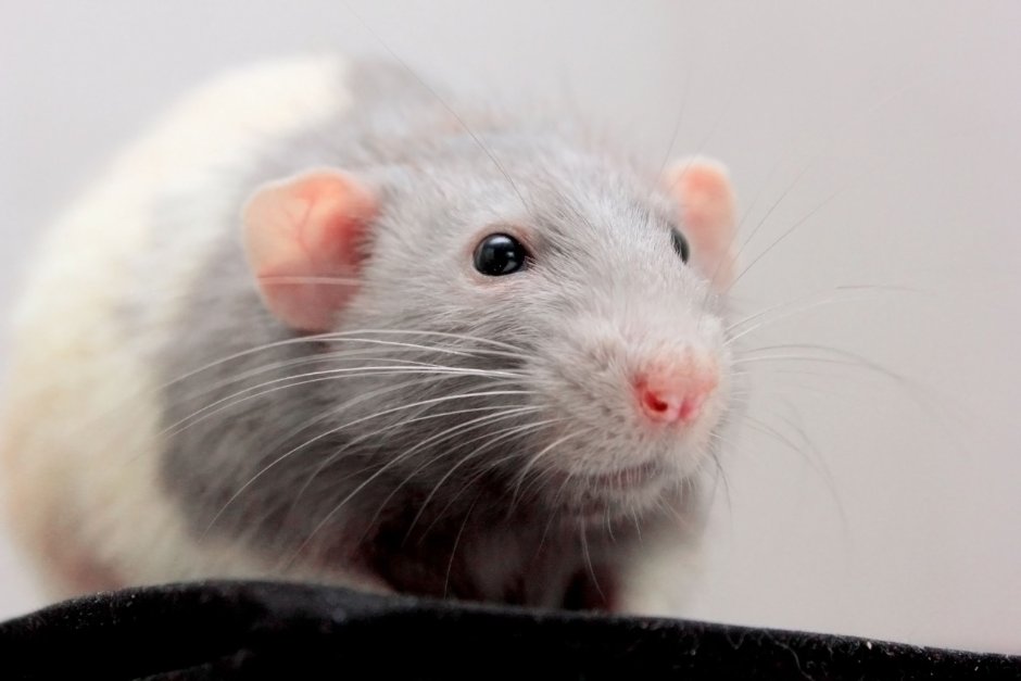 Крыса Дамбо мята