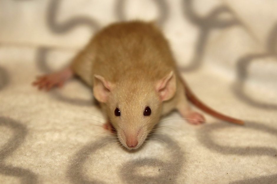 Декоративная крыса Дамбо рекс