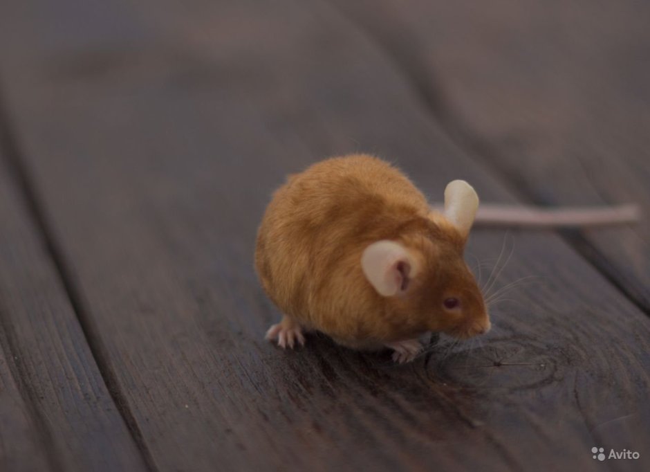 Сатиновая крыса рекс фавн