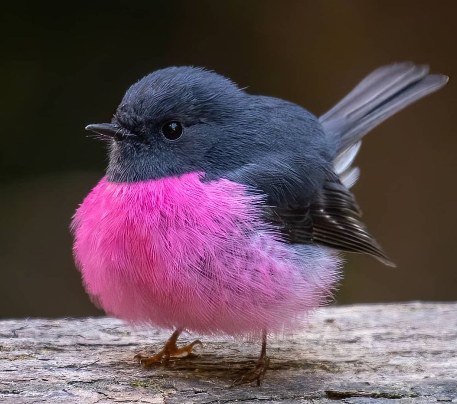 Малиноаогоудая петроика