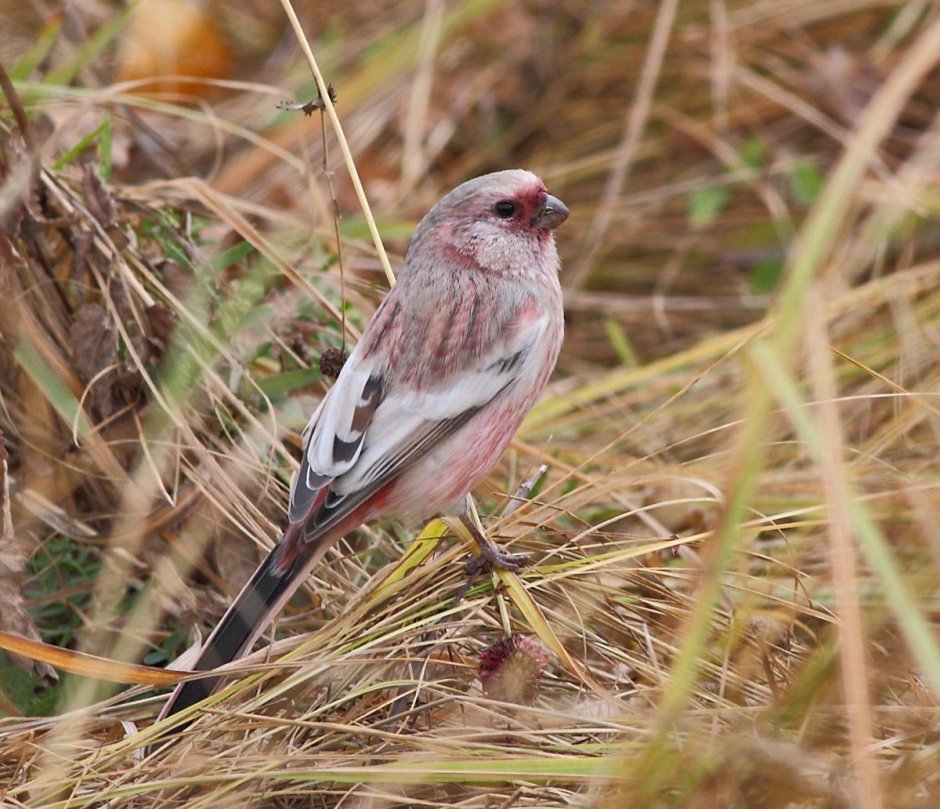 Серая птичка с розовой грудкой