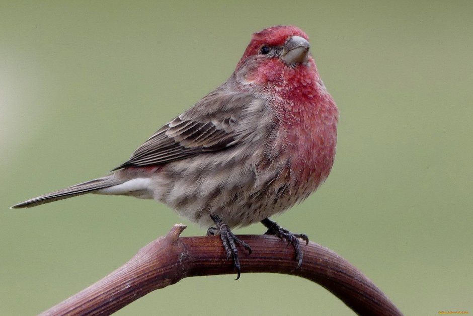 Маленькая птичка с красной грудкой
