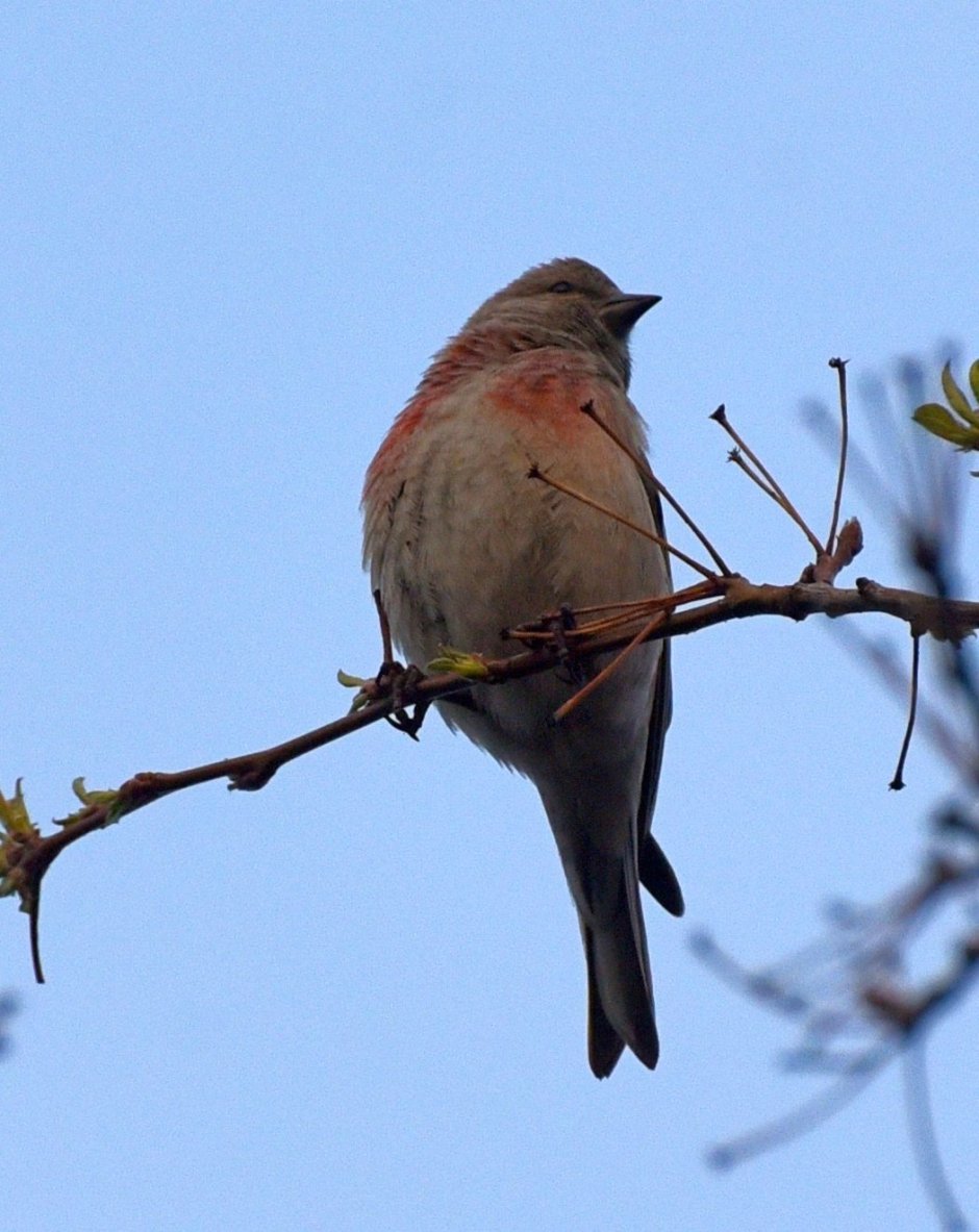 Серая птичка с красной грудкой