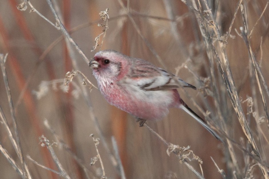 Птичка с розовой грудкой