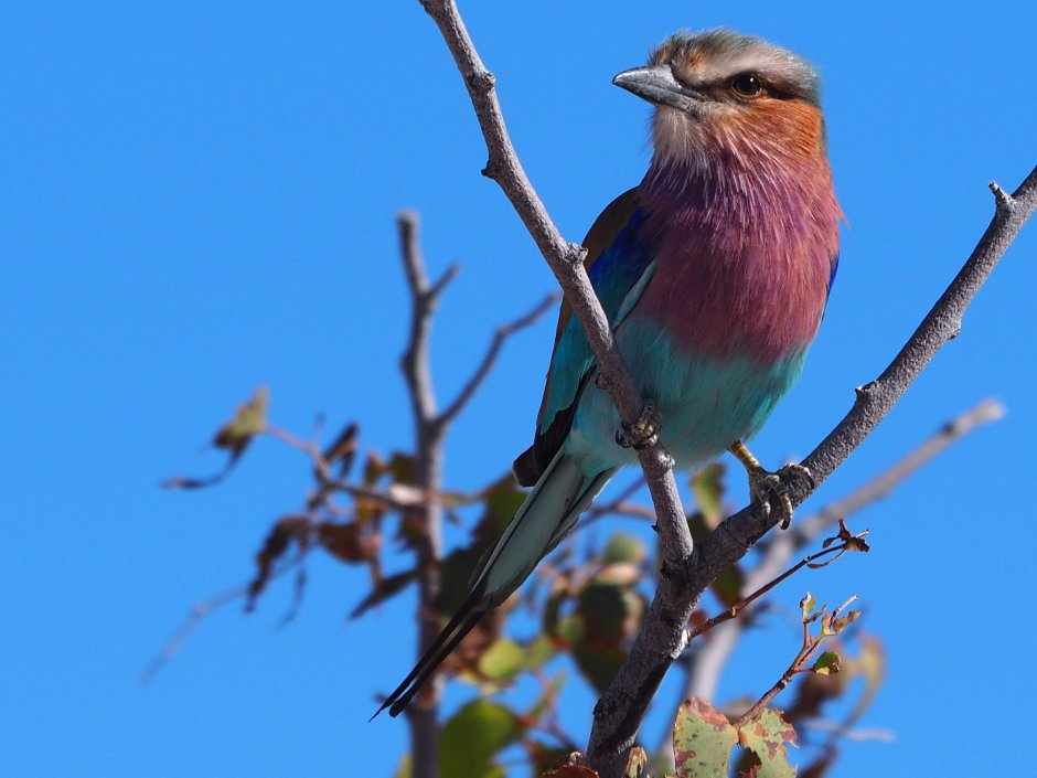 Поволжье птица с розовой грудкой