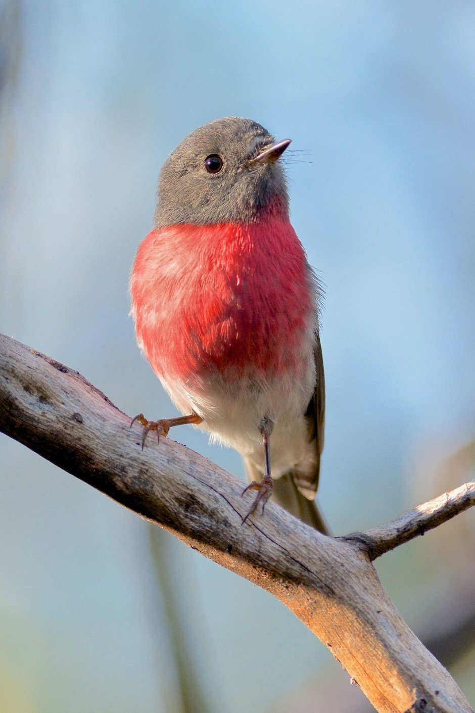 Розовая Зарянка