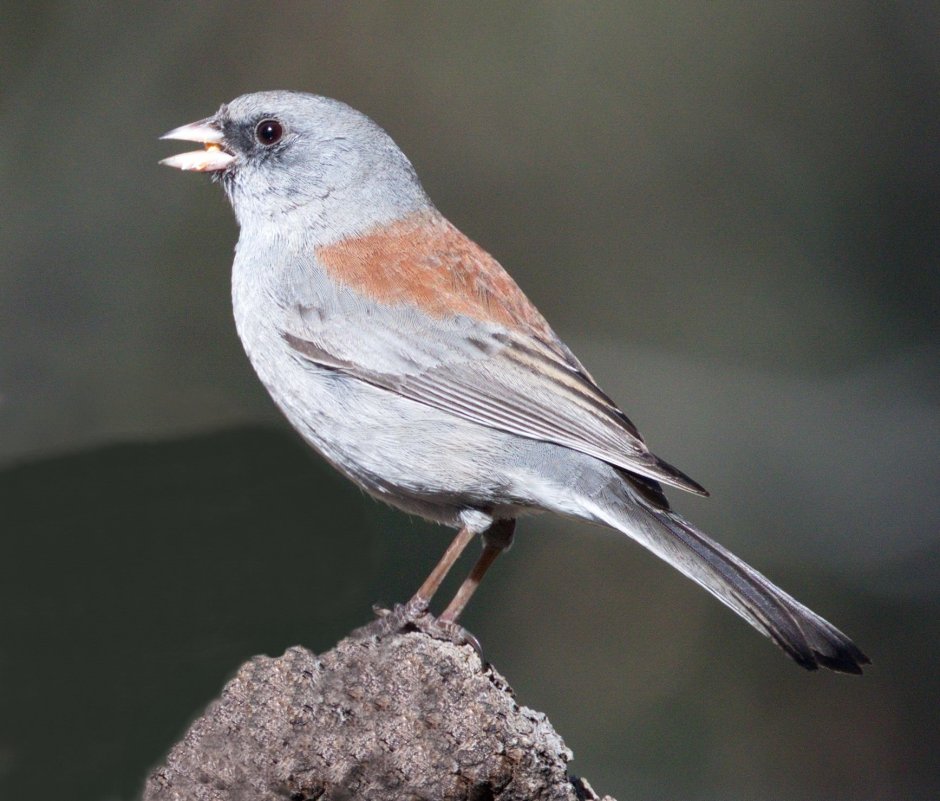 Зарянка горихвостка