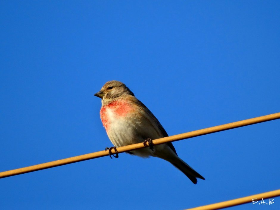 Перелетные птицы с розовой грудкой