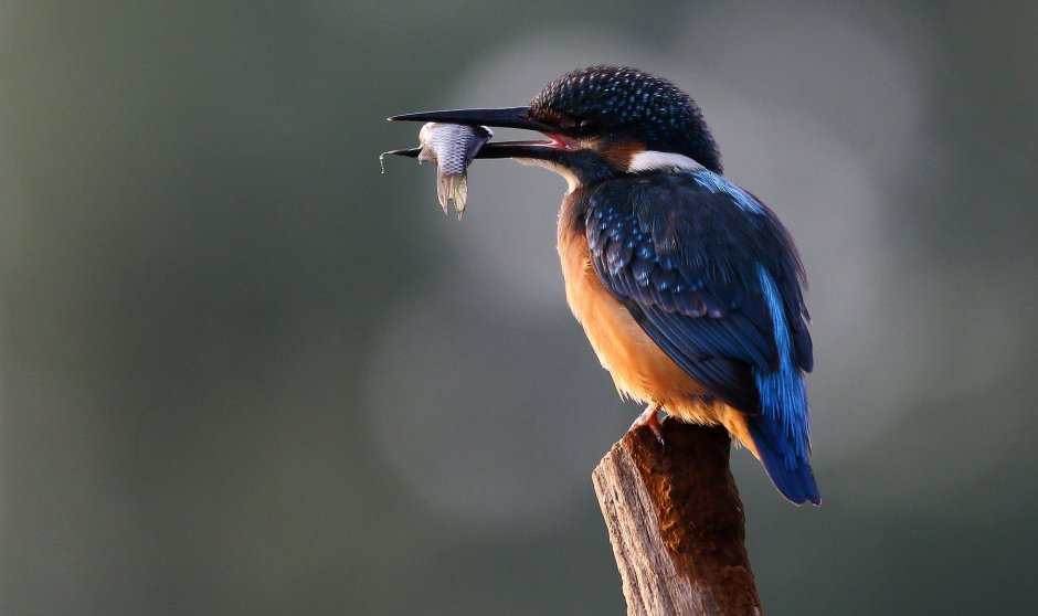 Птичка с синими крыльями и длинным клювом