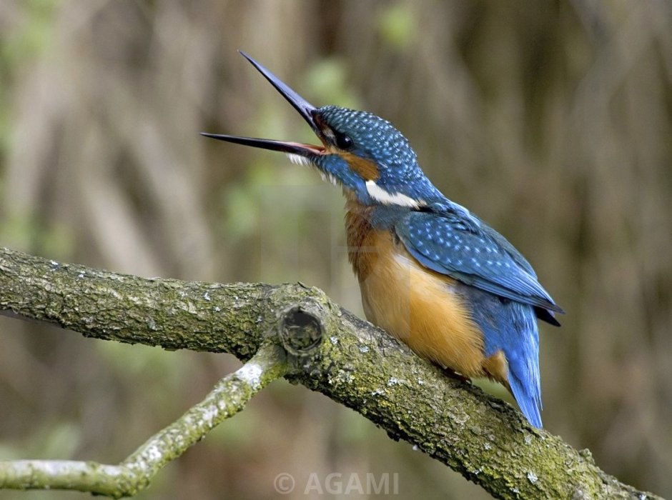 Синяя птица с длинным клювом