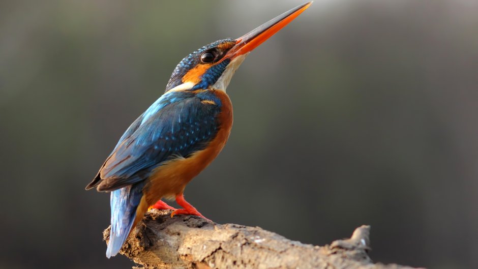 Зимородок красный