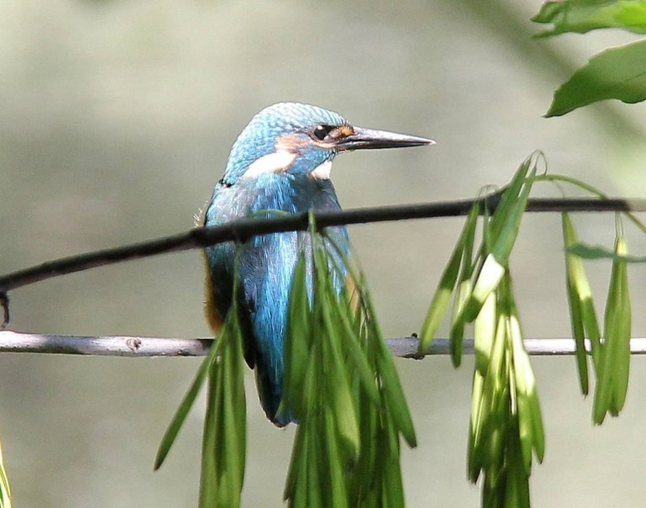 Обыкновенный Зимородок