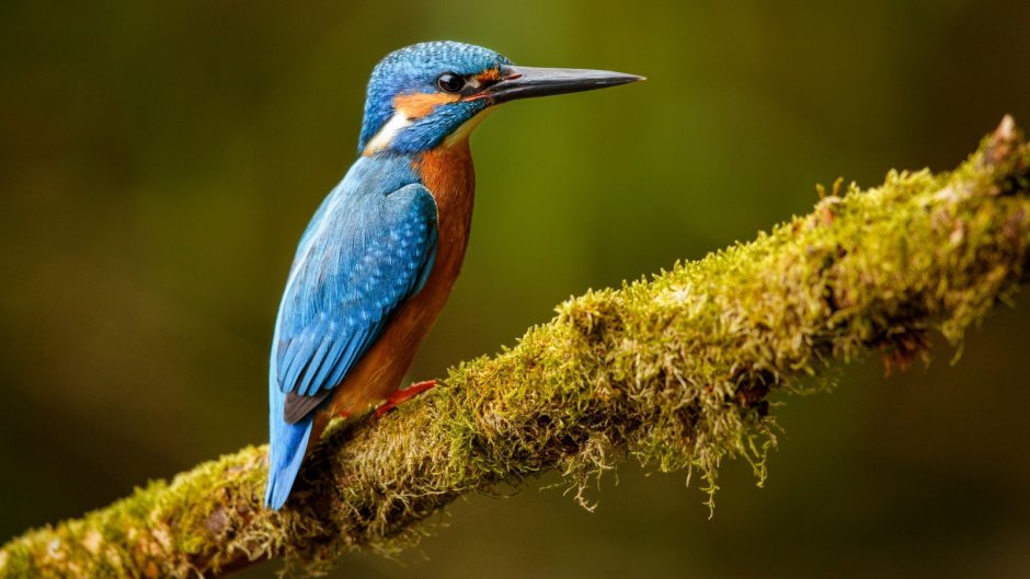 Зимородок в природе