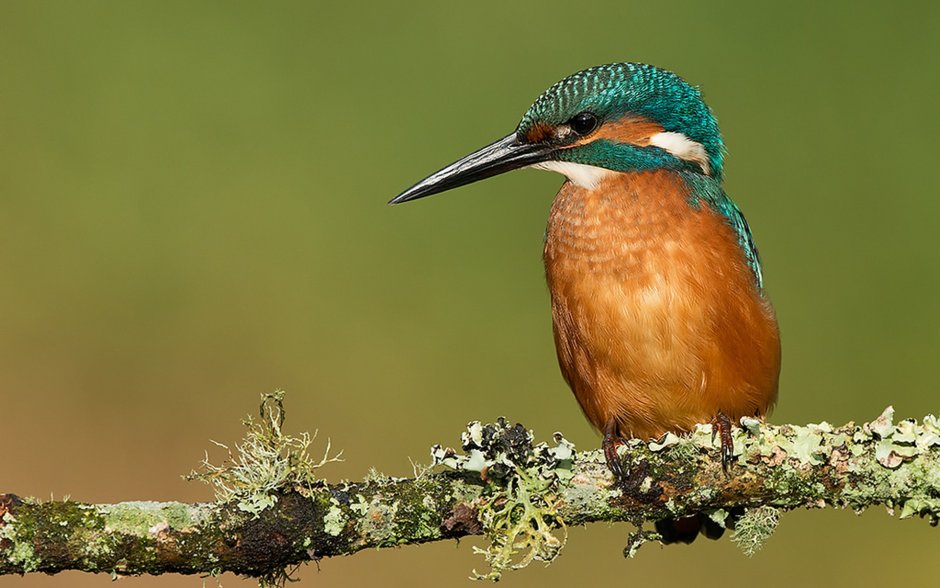 Маленькие птички с длинным клювом