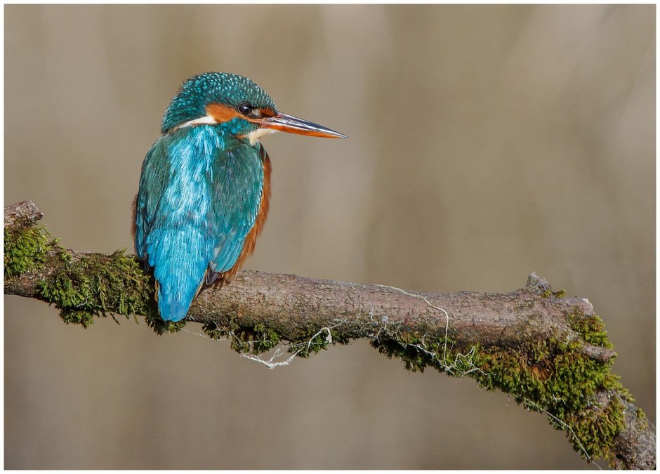 Зимородок птица зеленый