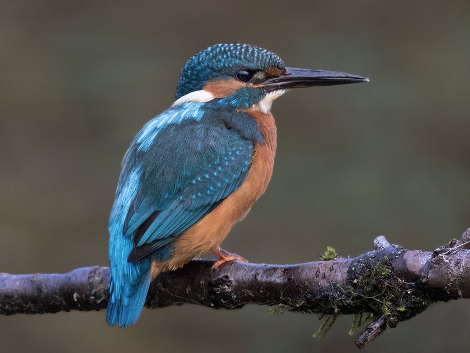 Клюв зимородка