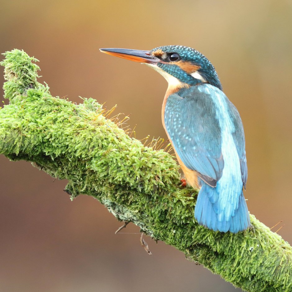 Зимородок птицы Абхазии