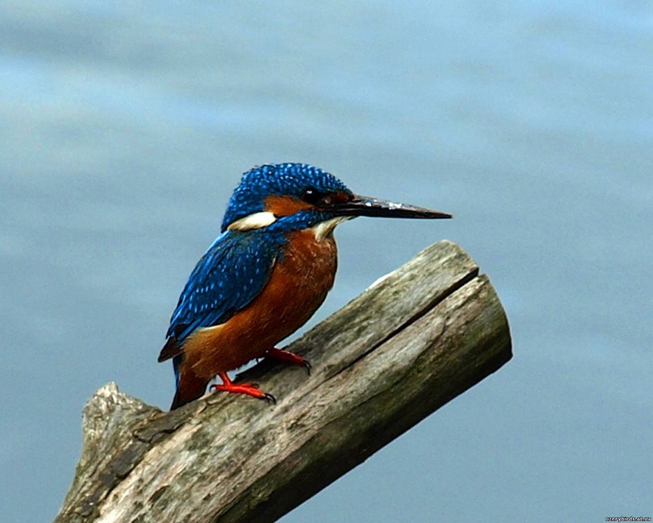 Синяя птица Зимородок