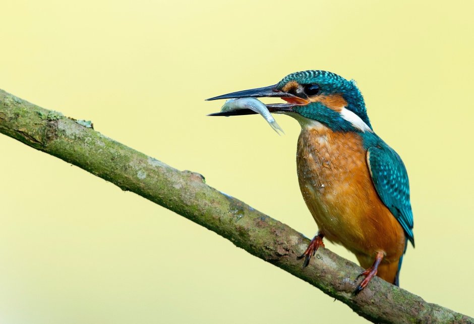 Синяя птичка с длинным клювом