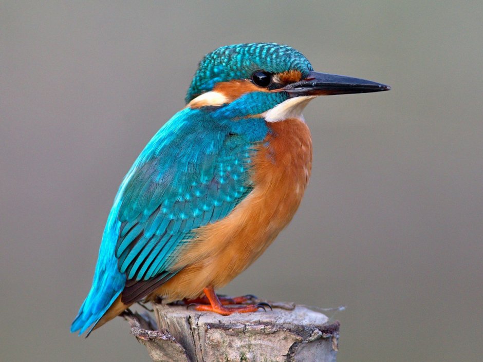 Рюкюский Зимородок