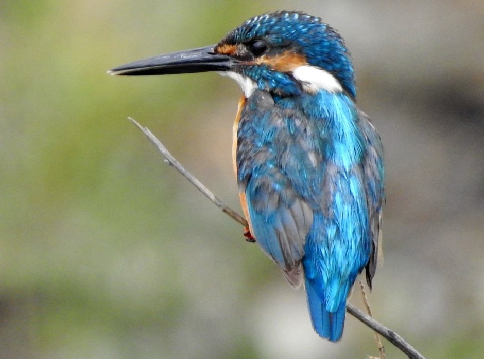 Птица Сибирский Зимородок