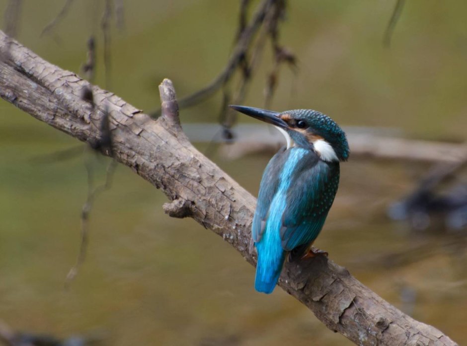 Птица Сибирский Зимородок
