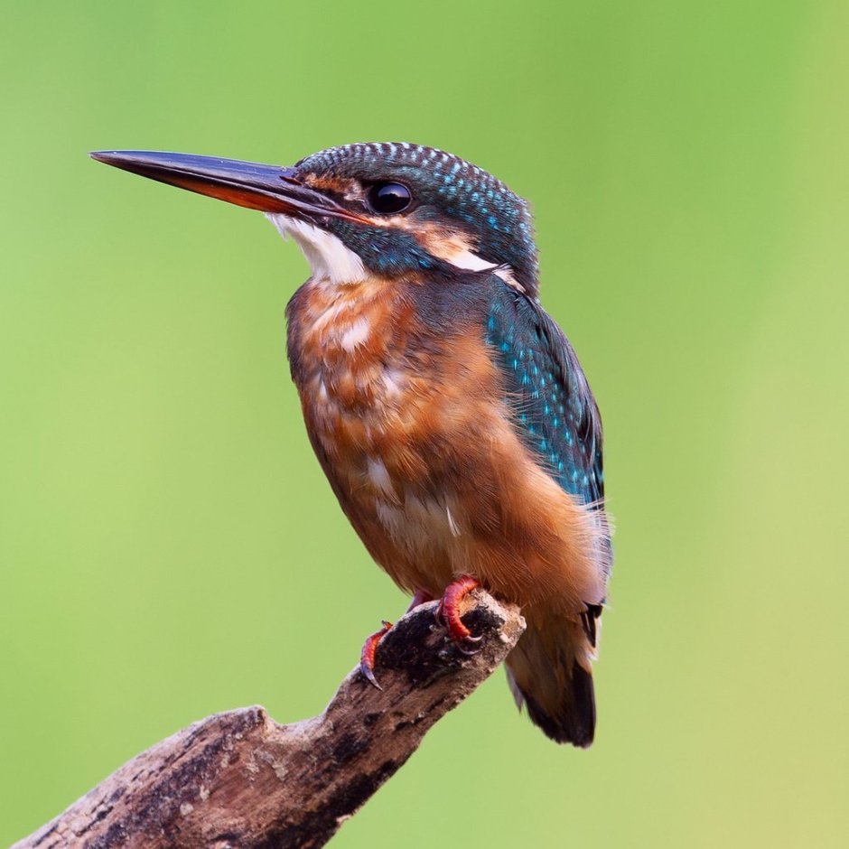 Зимородок птичка