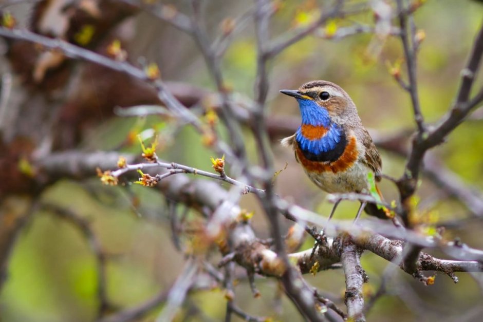 Снегирь щегол варакушка
