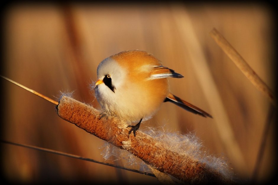 Птица усатая синица