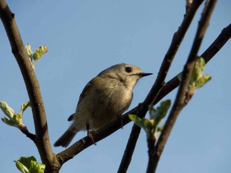 Маленькие птички Беларуси