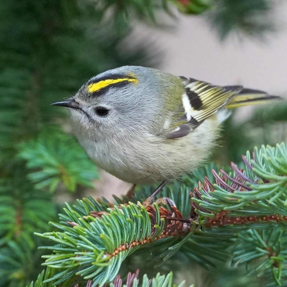 Желтоголовый королёк