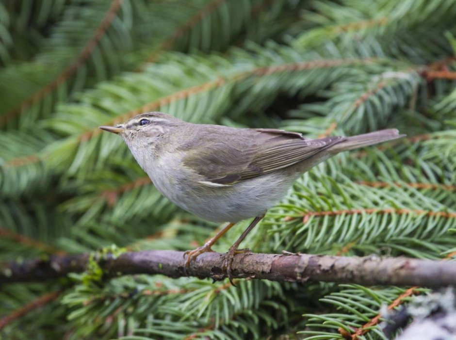 Лесные птицы Беларуси