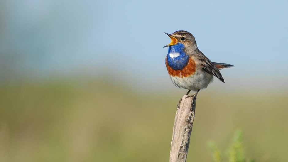 Птичка в Белоруссии