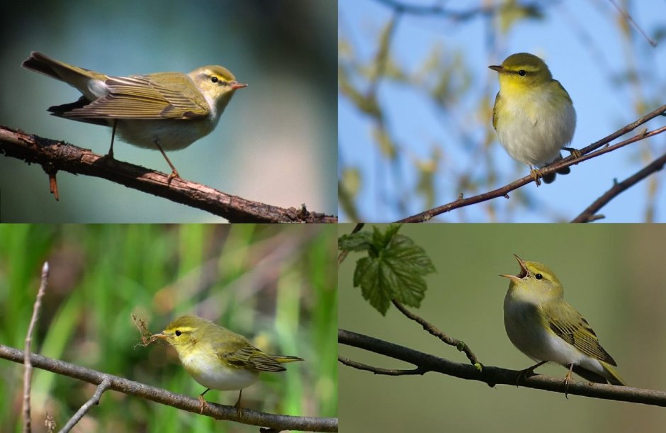 Перелетные птицы пеночка