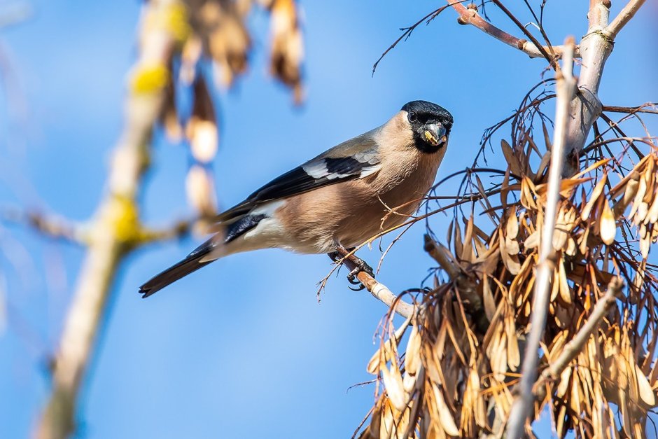 Птицы Беларуси